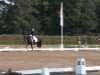 Dressurpferd National Black Dancing Star (Deutsches Reitpony, 2008, von Nabucco R)