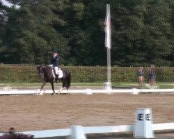 dressage horse National Black Dancing Star (German Riding Pony, 2008, from Nabucco R)