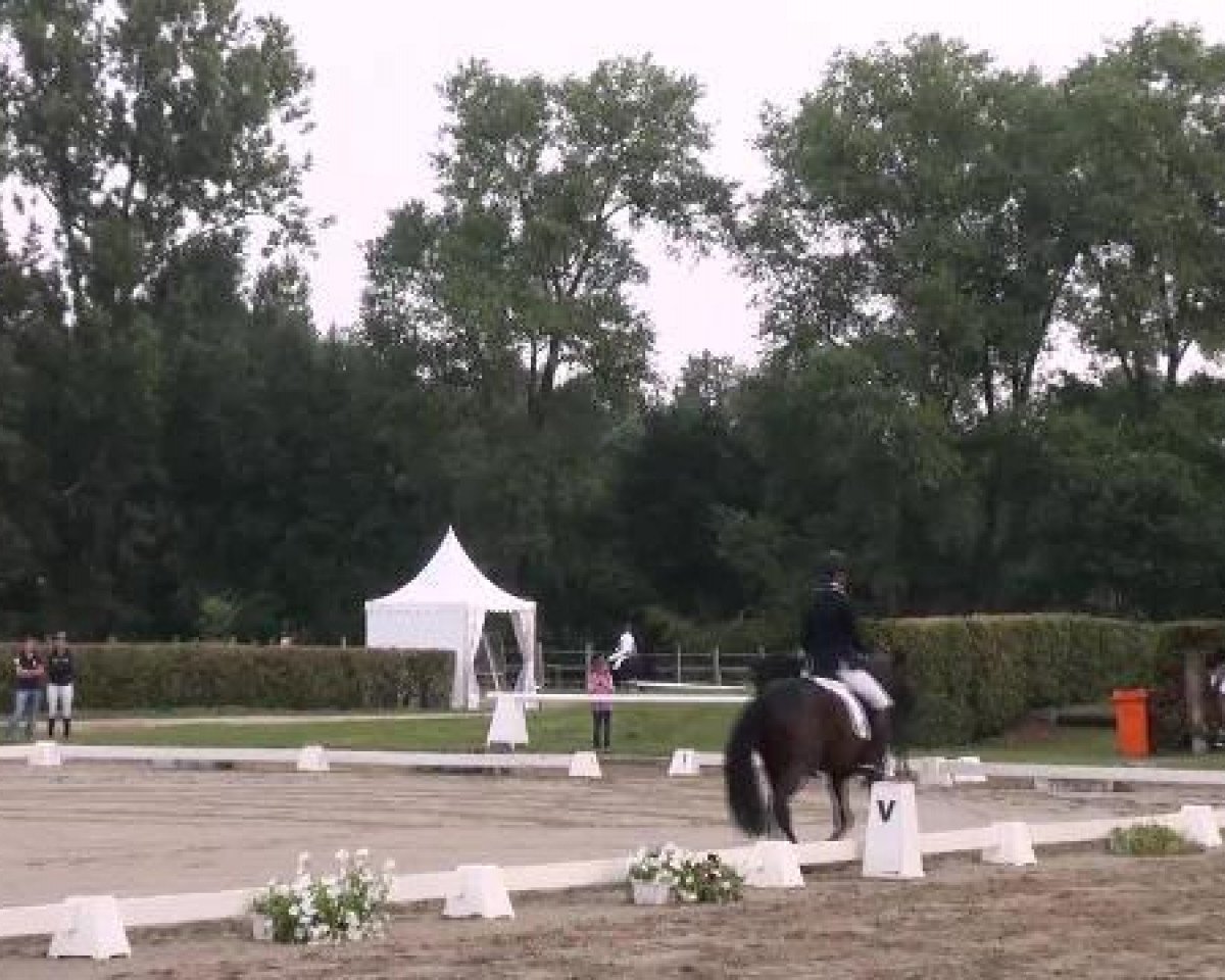 Dressurpferd Noble Boy 17 (Deutsches Reitpony, 2008, von Nabucco R)