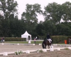 dressage horse Noble Boy 17 (German Riding Pony, 2008, from Nabucco R)