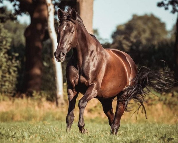 broodmare Isola Corona (Trakehner, 2002, from Hohenstein I)