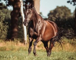 Zuchtstute Isola Corona (Trakehner, 2002, von Hohenstein I)