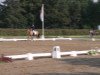 dressage horse Dancing Honey Bee (German Riding Pony, 2008, from Der Harlekin B)