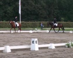 dressage horse Zentana 3 (German Riding Pony, 2008, from Top Zento)