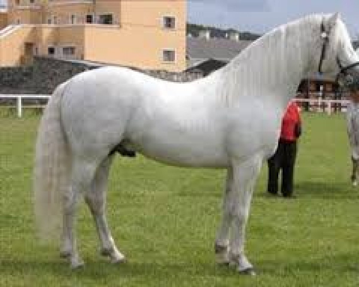 Deckhengst Glencarrig Lexus (Connemara-Pony, 1998, von Village Boy)