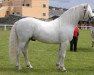 stallion Glencarrig Lexus (Connemara Pony, 1998, from Village Boy)