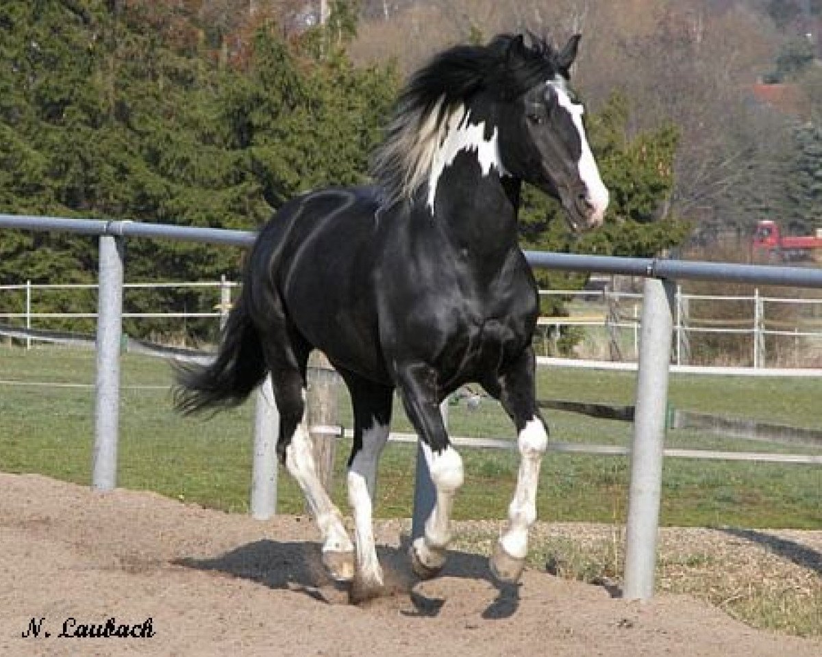 stallion Taffy's Snowdown (Pinto / Small Riding Horse, 1984, from Snoky)