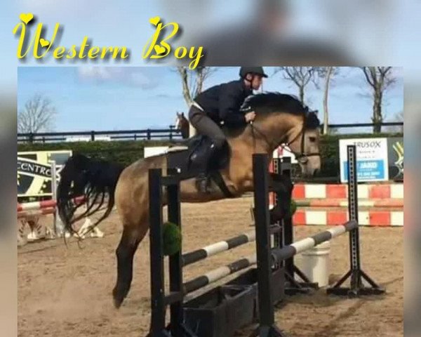 jumper Western Boy (Irish Sport Horse, 2009, from West Tide Village)