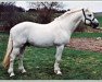 stallion Moy Johnny's Pride (Connemara Pony, 1990, from The Kid)