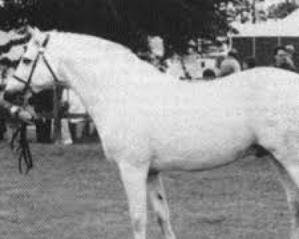 Deckhengst Mervyn Kingsmill (Connemara-Pony, 1980, von Atlantic Cliff)