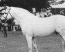 stallion Mervyn Kingsmill (Connemara Pony, 1980, from Atlantic Cliff)