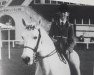 stallion Abbeyleix Cypress (Connemara Pony, 1966, from Doon Paddy)