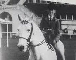 stallion Abbeyleix Cypress (Connemara Pony, 1966, from Doon Paddy)