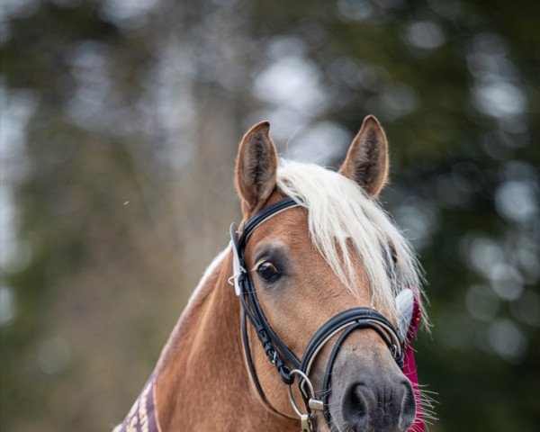 stallion Ameno Anbator (Haflinger, 2018, from Cooky Anbator)