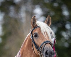 Deckhengst Ameno Anbator (Haflinger, 2018, von Cooky Anbator)