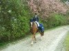 dressage horse Sini Spirit (Hanoverian, 1997, from Espri)