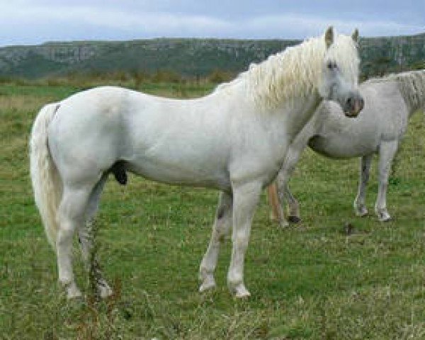 Deckhengst Oisin (Connemara-Pony, 1988, von Cuchulainn)