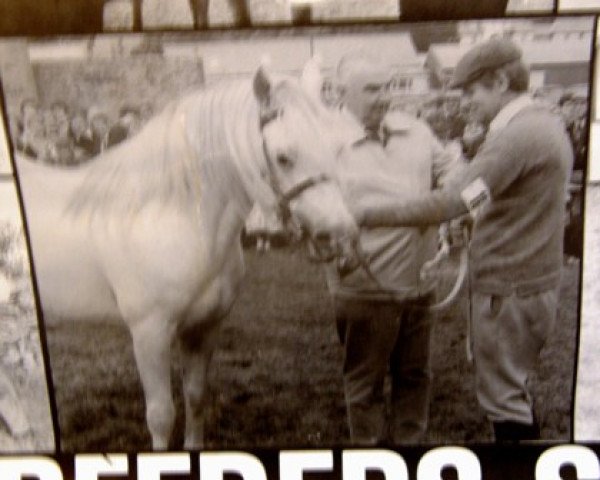stallion Mervyn Pookhaun (Connemara Pony, 1971, from The Admiral)
