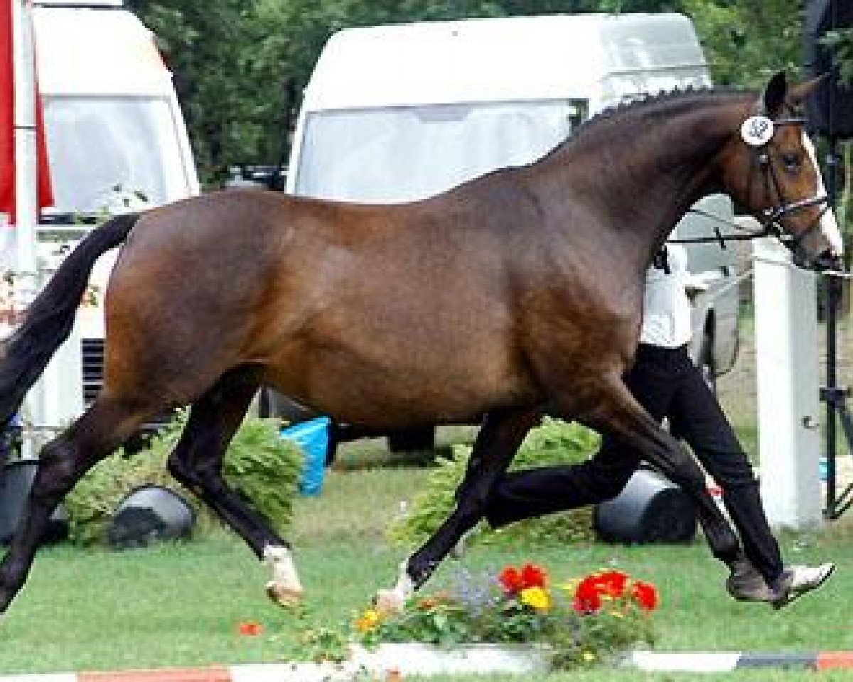 broodmare Tavolara (Trakehner, 1997, from Exclusiv)