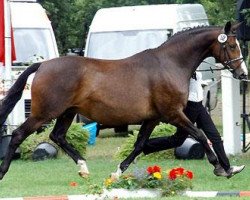 broodmare Tavolara (Trakehner, 1997, from Exclusiv)