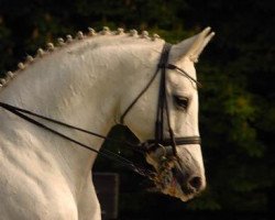 Springpferd Tylord (Trakehner, 1992, von Enrico Caruso)