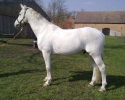 jumper Thimur (Trakehner, 1986, from Enrico Caruso)