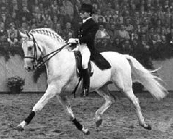 stallion Condus (Trakehner, 1964, from Ramzes AA)