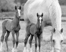 broodmare Thila II (Trakehner, 1973, from Condus)