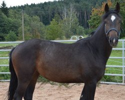 Springpferd Coco Chanel (Irish Sport Horse, 2012, von Chanteur de Noir)