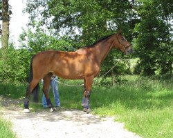 Pferd Abasco (Brandenburger, 1992, von Abendsturm)