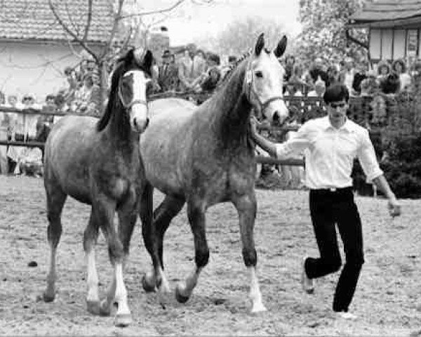 broodmare Thiara (Trakehner, 1982, from Falke)