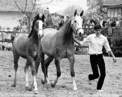 broodmare Thiara (Trakehner, 1982, from Falke)