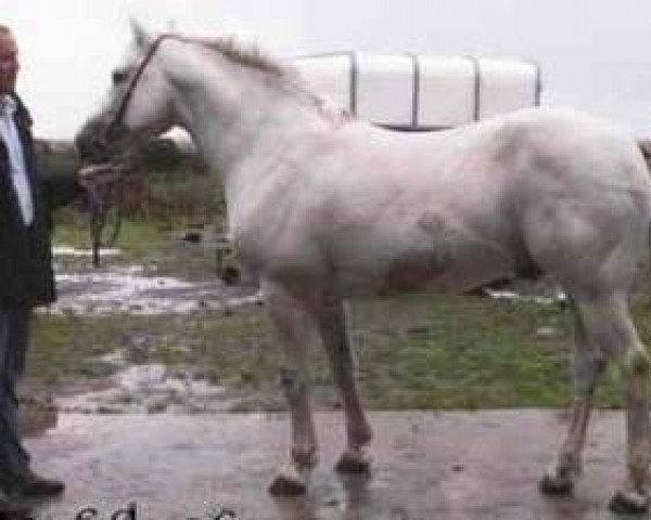 stallion Moy Hazy Cove (Connemara Pony, 1988, from Hazy Dawn)