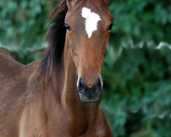 Springpferd Kalahari (Trakehner, 2007, von Exclusiv)