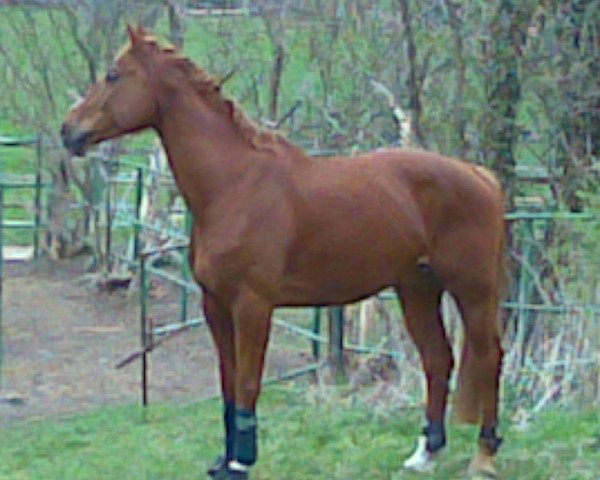 broodmare Gavarnie (Oldenburg, 1996, from Guido)