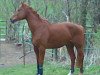 broodmare Gavarnie (Oldenburg, 1996, from Guido)