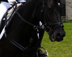 jumper Delicia (German Riding Pony, 2003, from Dornik B)