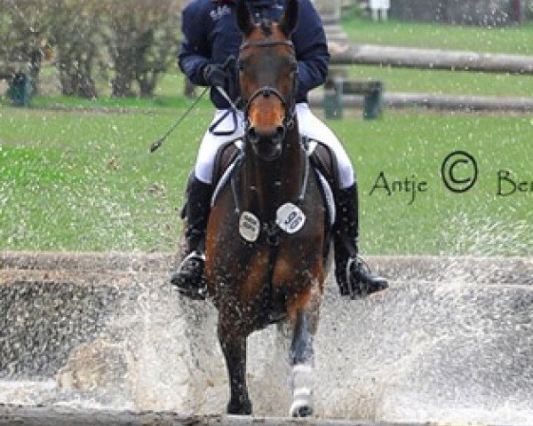 dressage horse Kastella (Trakehner, 2006, from Summertime)