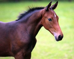 Pferd Couleur de la Luna K (Oldenburger, 2021, von Coruche-H)