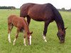 broodmare Carolinenhof's Chakira (Holsteiner, 2003, from Contendro I)