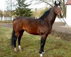 stallion In Camera xx (Thoroughbred, 1992, from Sadler's Wells xx)