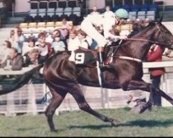 broodmare Park Appeal xx (Thoroughbred, 1982, from Ahonoora xx)