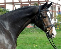 dressage horse Krokant de' Summer (Trakehner, 2004, from Summertime)