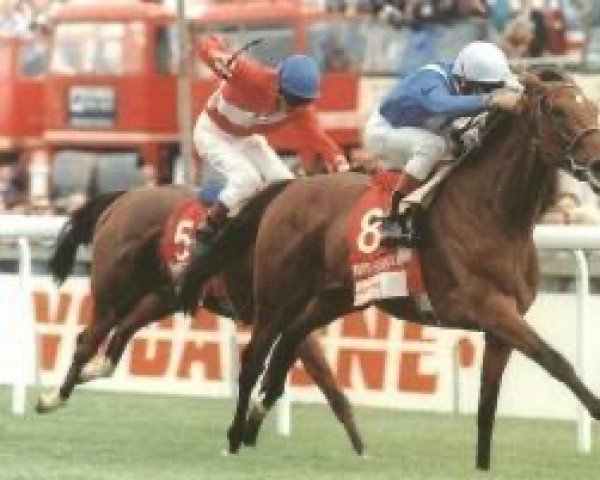 broodmare Moonshell xx (Thoroughbred, 1992, from Sadler's Wells xx)