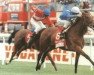 broodmare Moonshell xx (Thoroughbred, 1992, from Sadler's Wells xx)