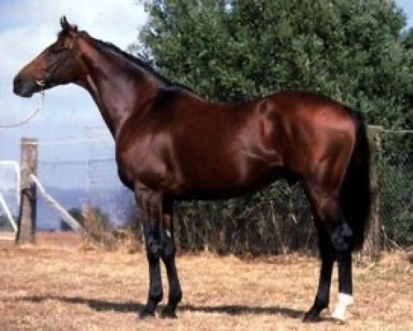 stallion Song of Tara xx (Thoroughbred, 1992, from Sadler's Wells xx)