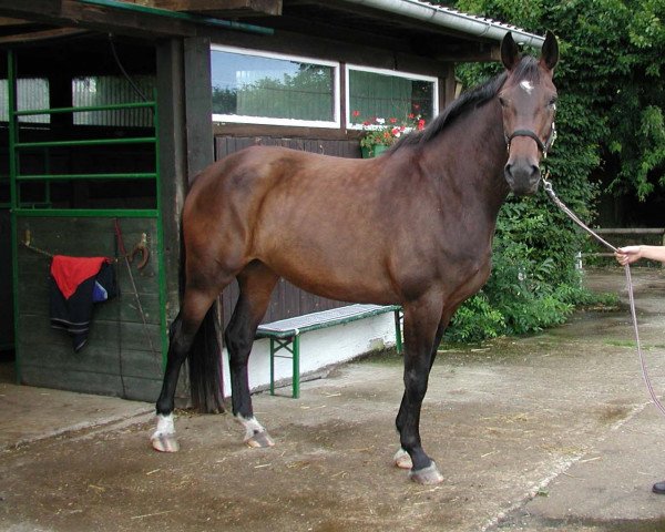 horse Glennabell (Hanoverian, 1999, from Graf Remus)