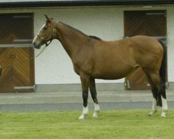 broodmare Stage Struck xx (Thoroughbred, 1992, from Sadler's Wells xx)