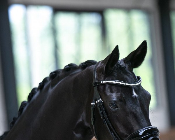 dressage horse Bonne Belle (Hanoverian, 2016)
