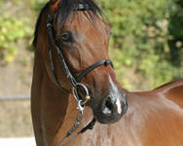 jumper Karlsson (Trakehner, 2000, from Exclusiv)